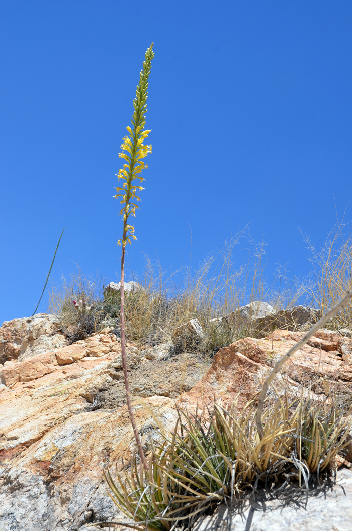 Schott's Century Plant flowers begin blooming at the bottom of the flowering stalk and continuously move in an upward direction as the flowering process unfolds. Agave schottii